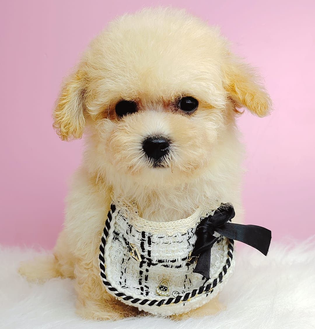 Poodle 娉拌开璐靛