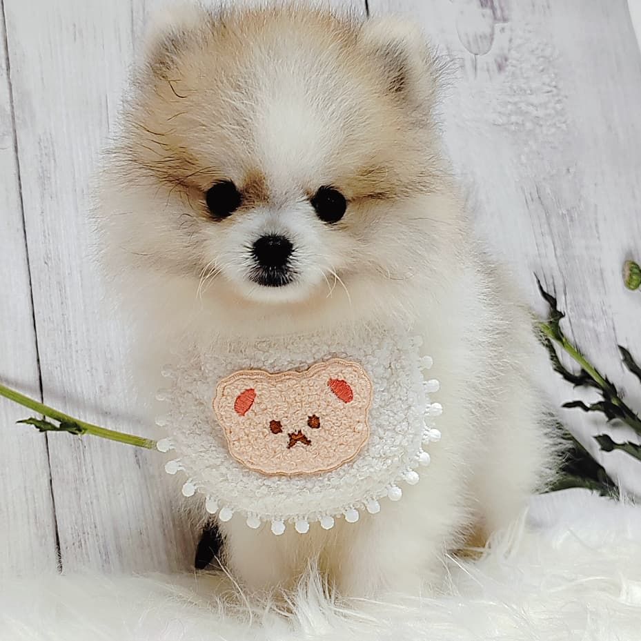 Pomeranian 博美