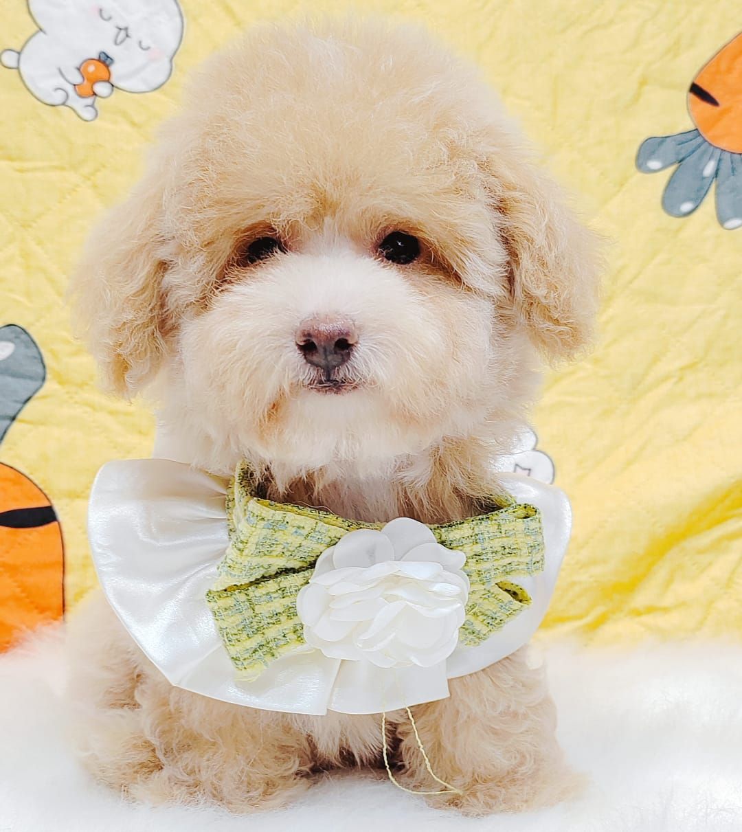 Maltipoo 马尔泰迪