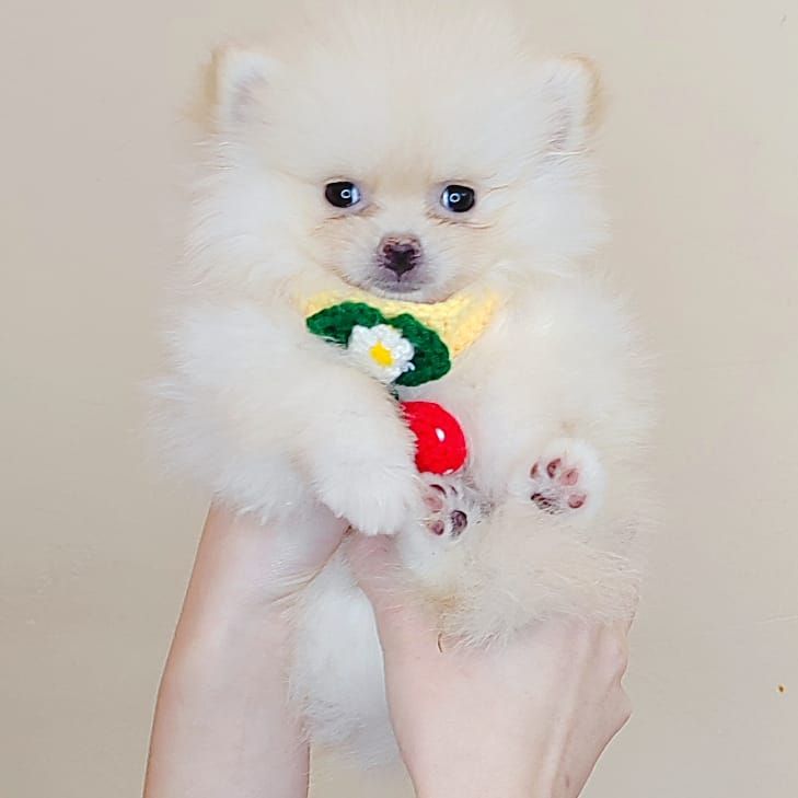 Pomeranian 博美