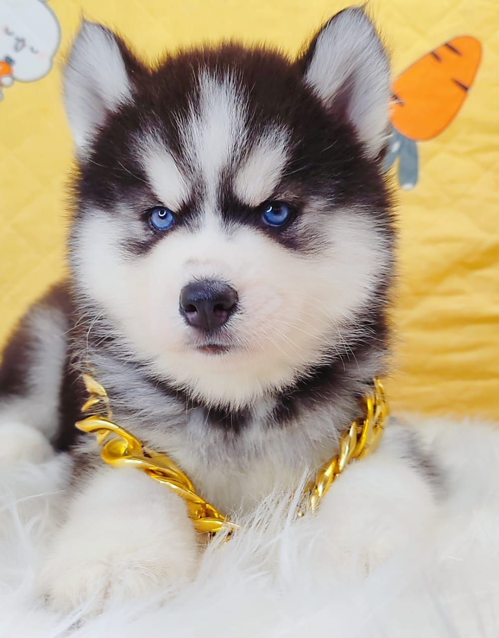 Wooly Husky 哈士奇