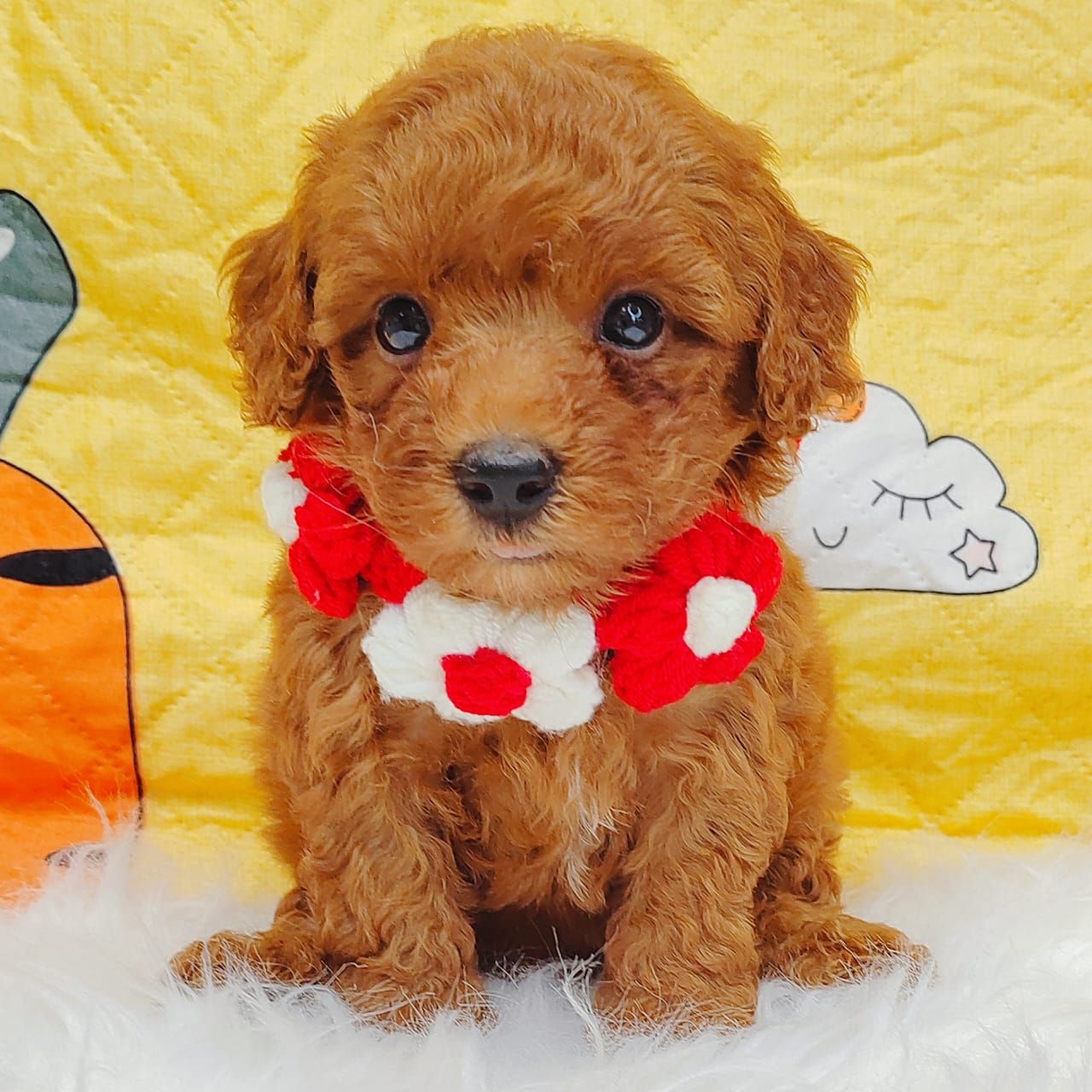Poodle 娉拌开璐靛