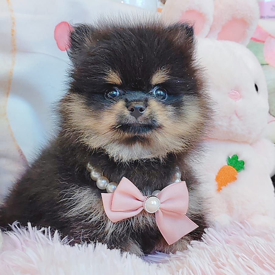 Pomeranian 博美