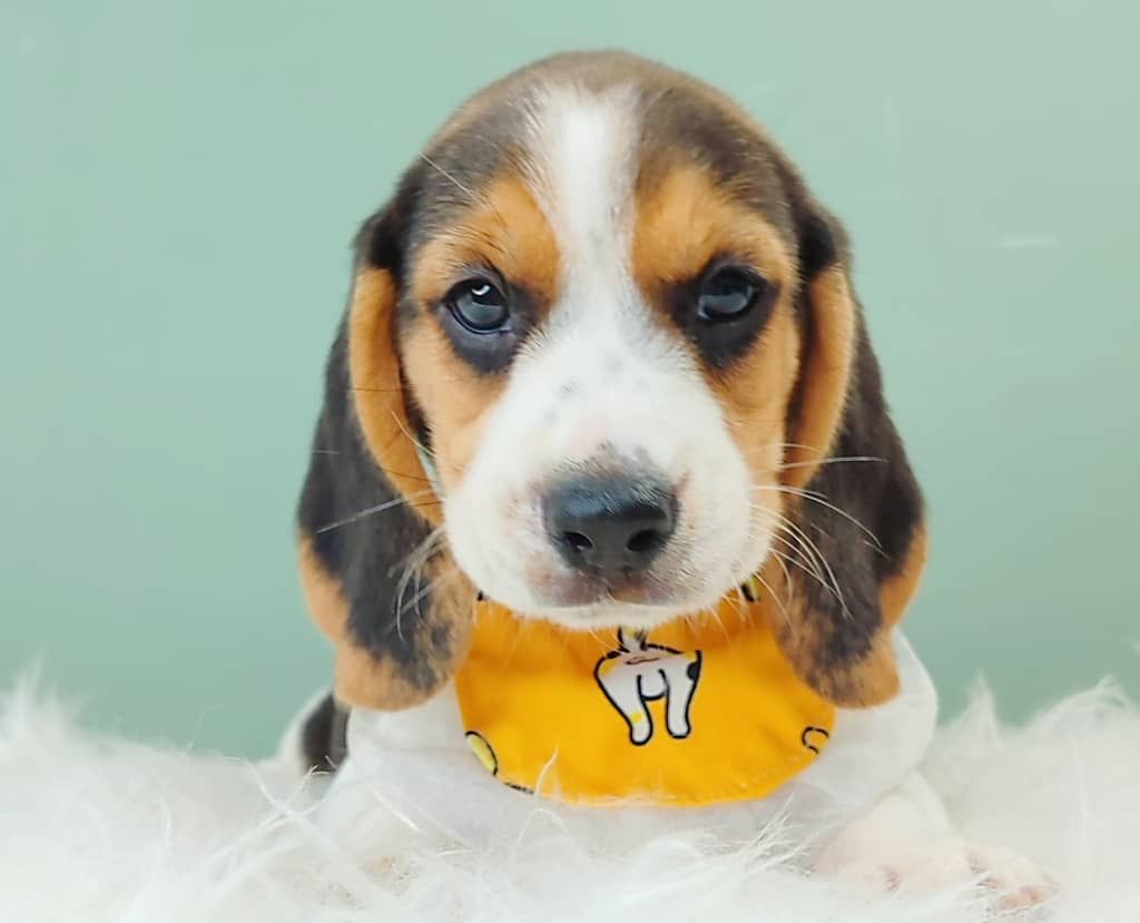 Beagle 米格鲁