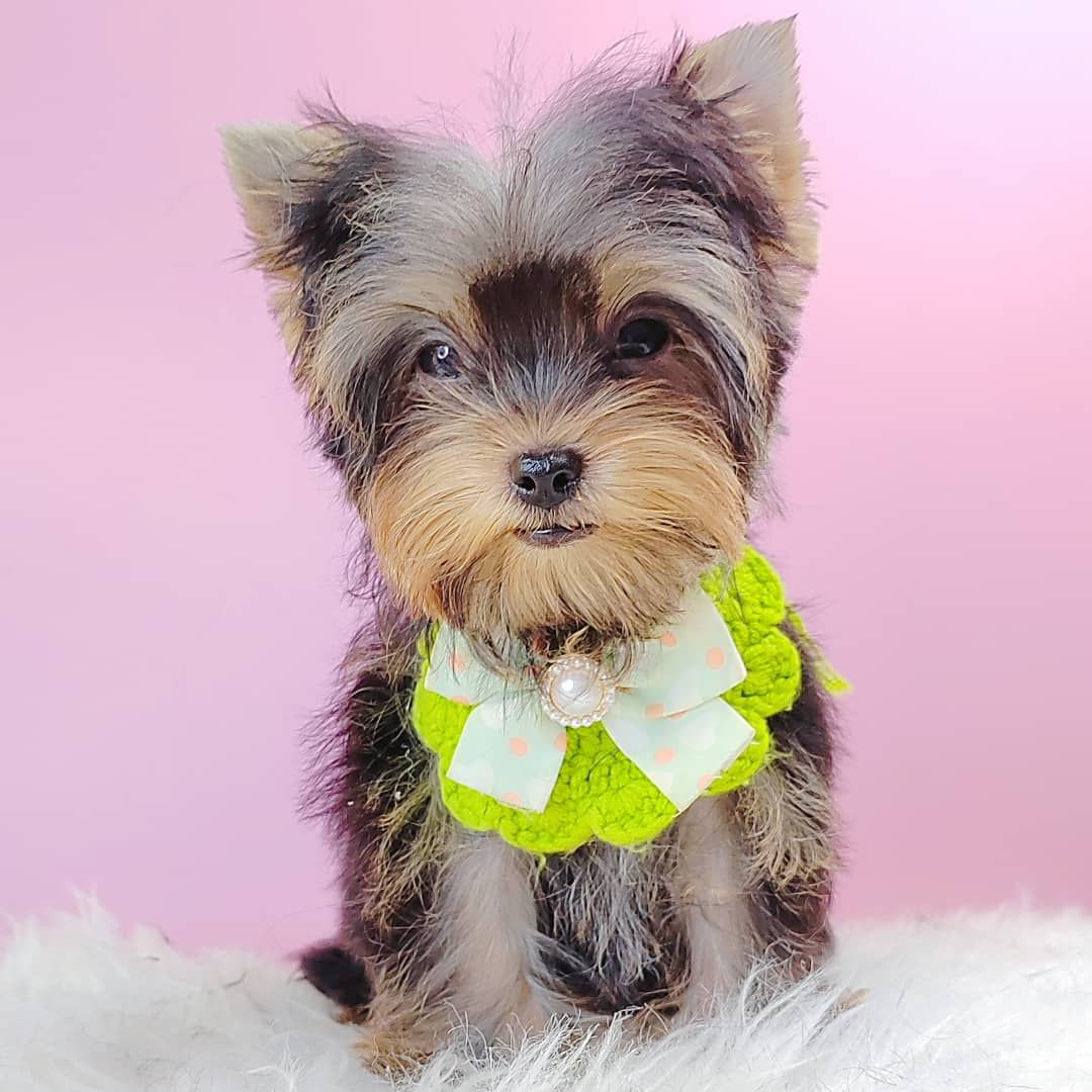 Yorkshire Terrier 约克夏