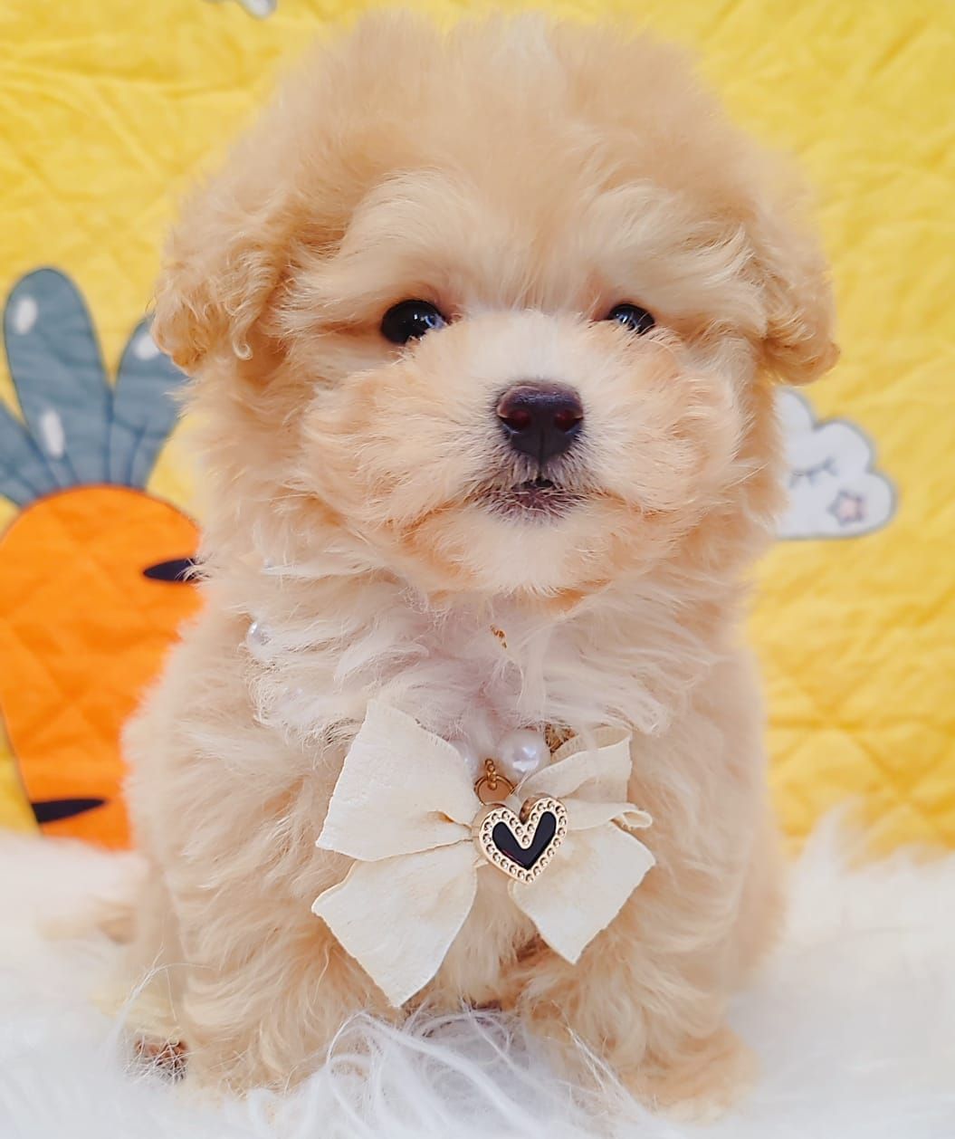 Maltipoo 马尔泰迪