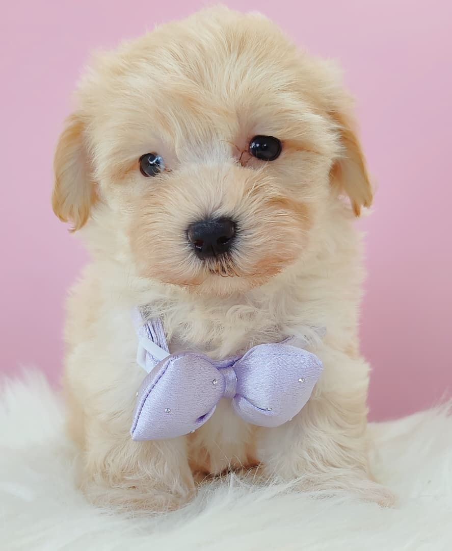 Maltipoo 马尔泰迪
