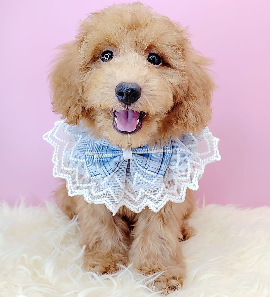  Poodle 娉拌开璐靛