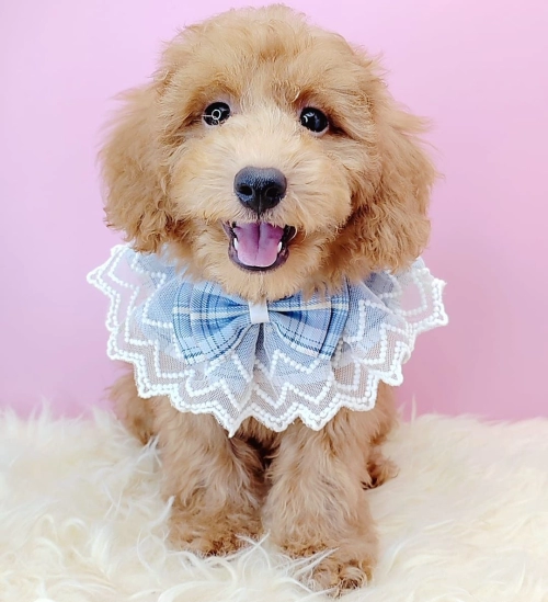  Poodle 泰迪贵宾 - FURGATHER DESTINY PET HOUSE