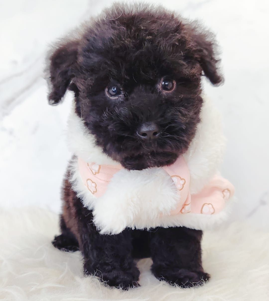 Poodle 娉拌开璐靛