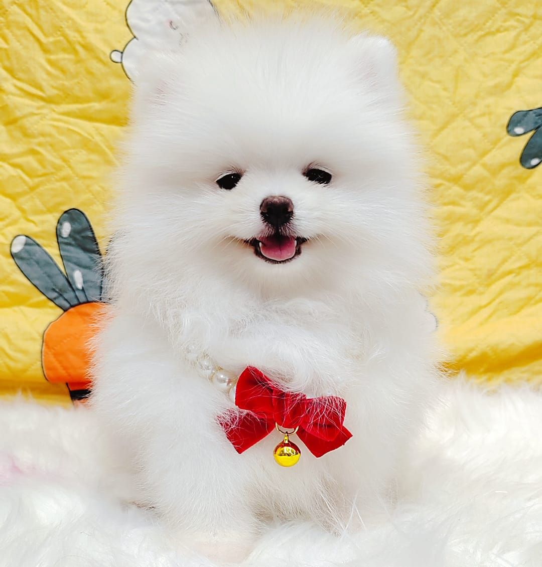 Pomeranian 博美