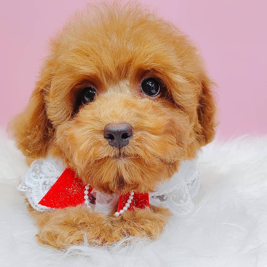 Poodle 娉拌开璐靛