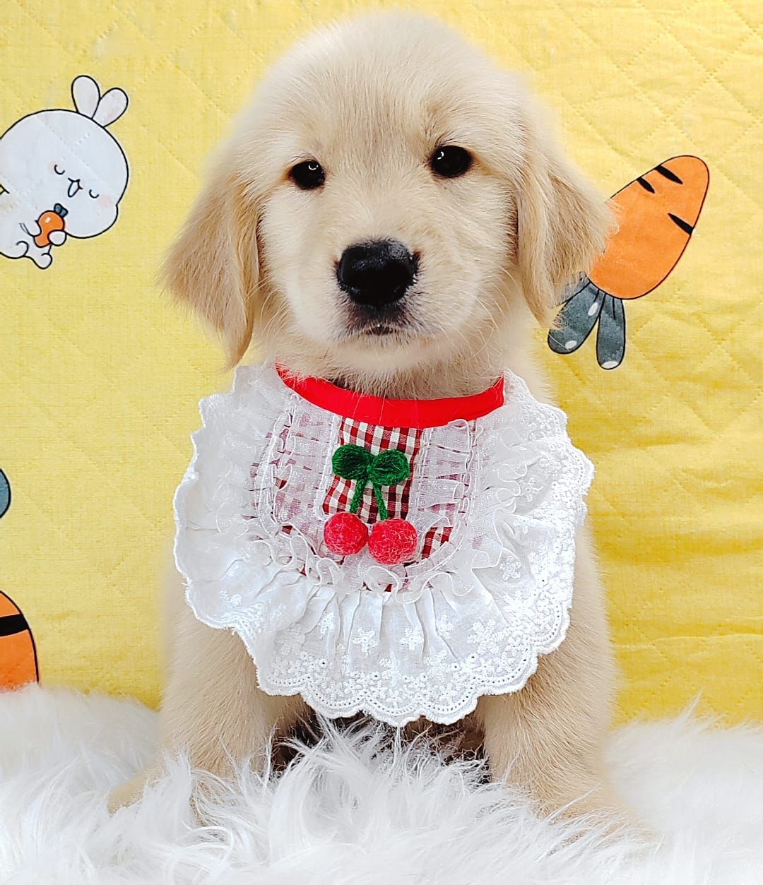 Golden Retriever 黄金猎犬