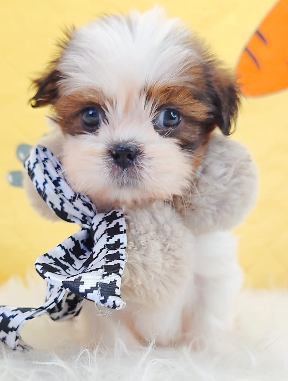 Shih Tzu 西施