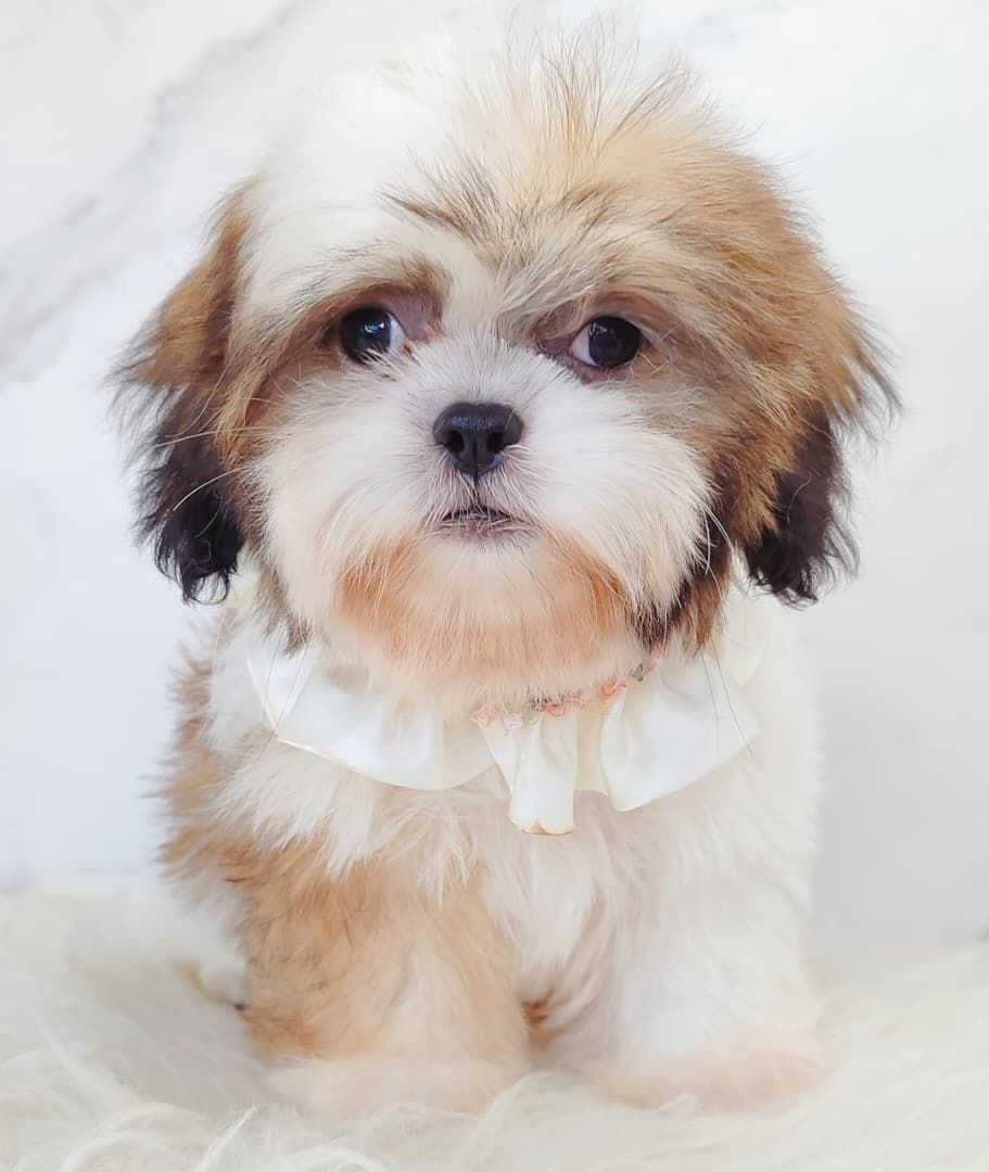 Shih Tzu 西施