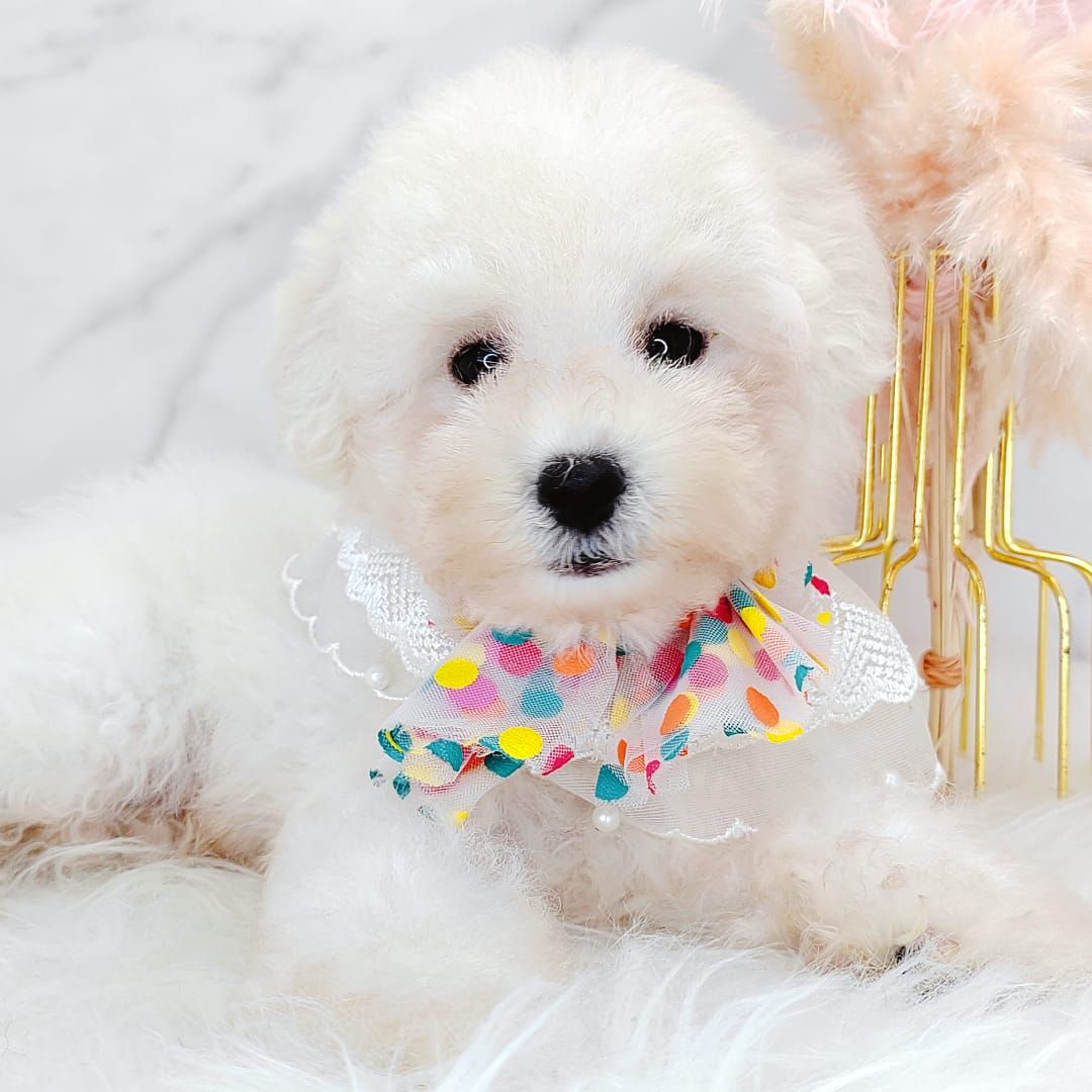 Poodle 娉拌开璐靛