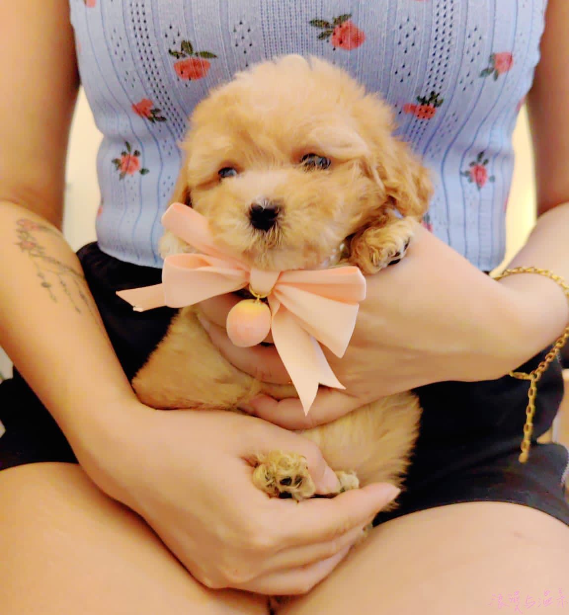 Maltipoo 马尔泰迪