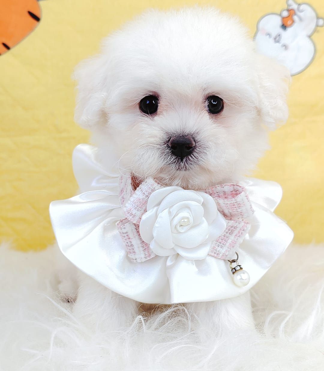 Maltipoo 马尔泰迪