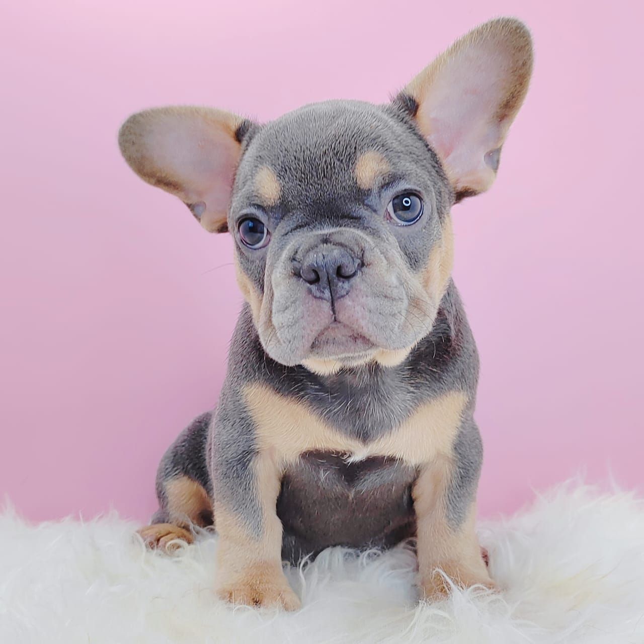 French Bulldog 法斗
