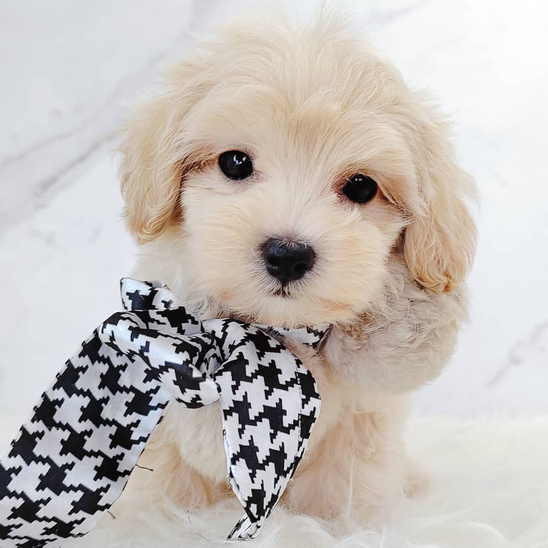 Maltipoo 马尔泰迪