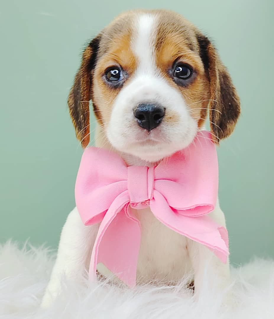 Beagle 米格鲁
