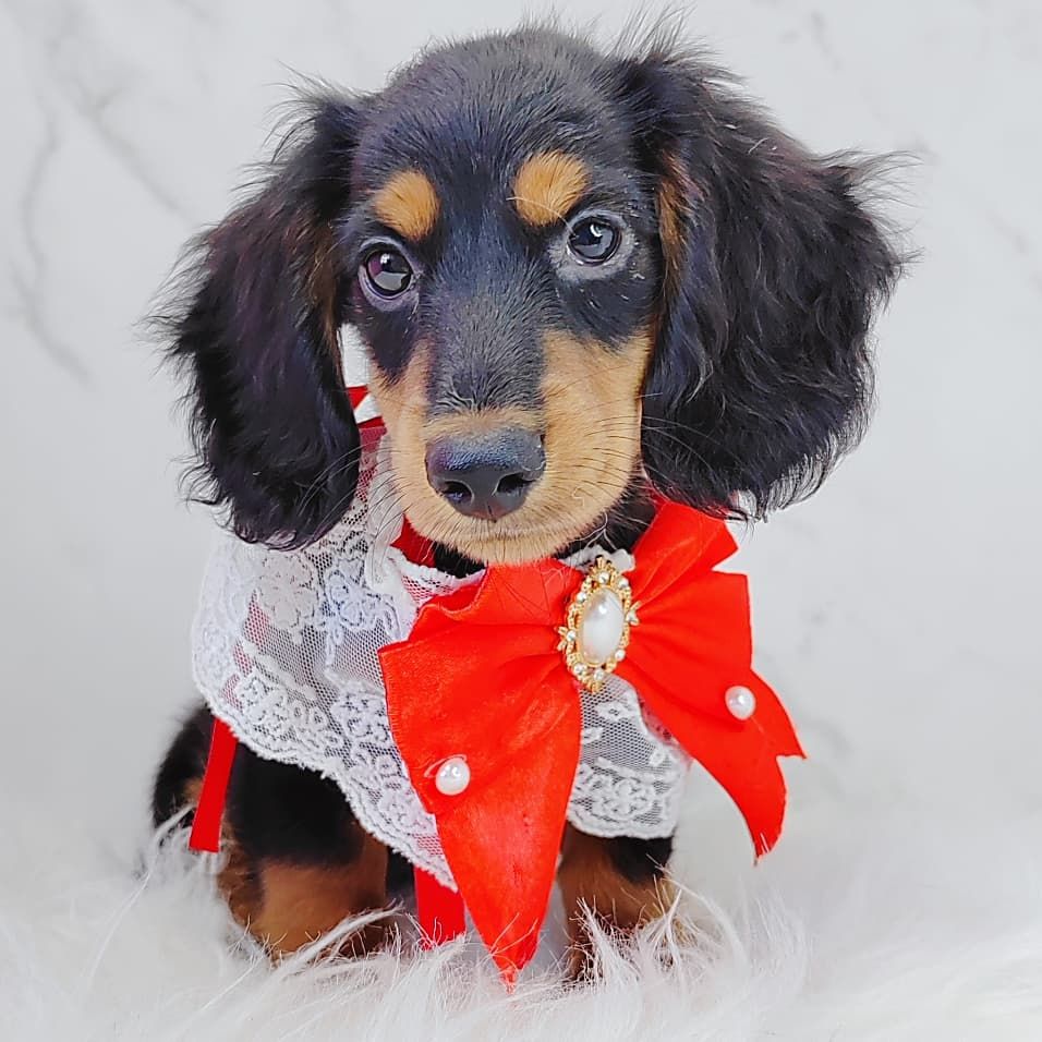 *Long coat* Dachshund  长毛腊肠犬