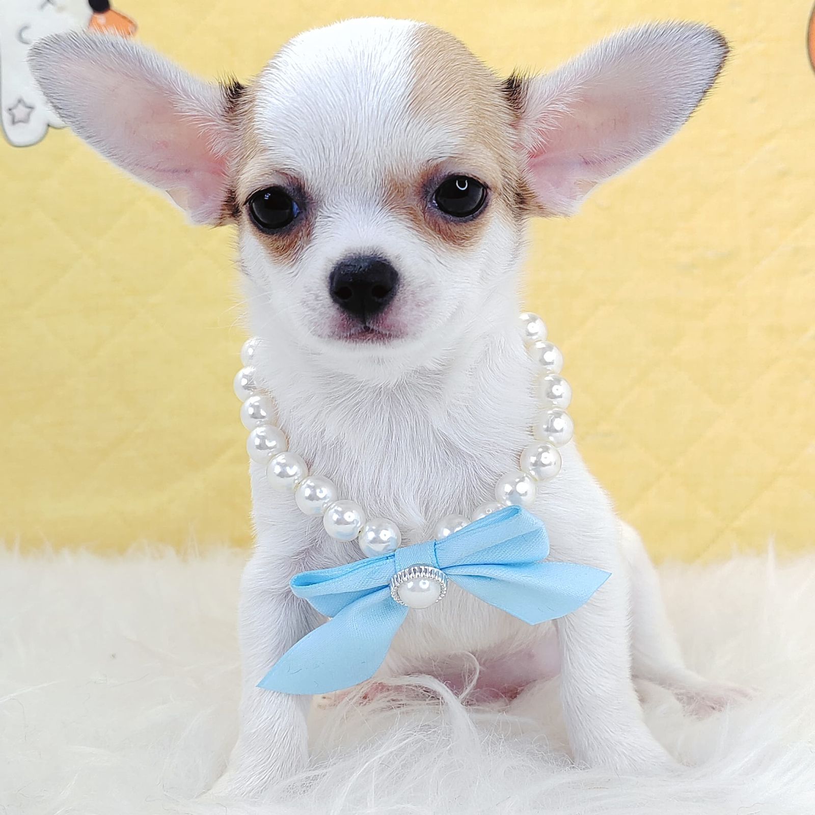 Chihuahua 吉娃娃
