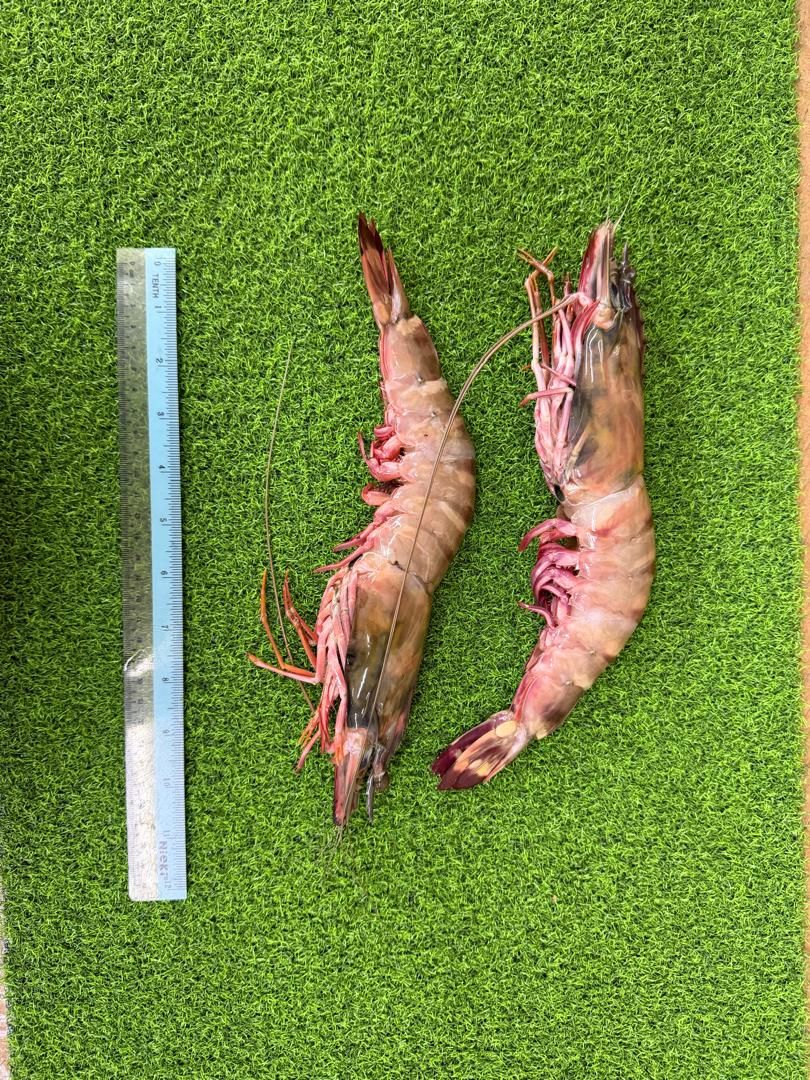 Fresh Chilled Tiger Prawn