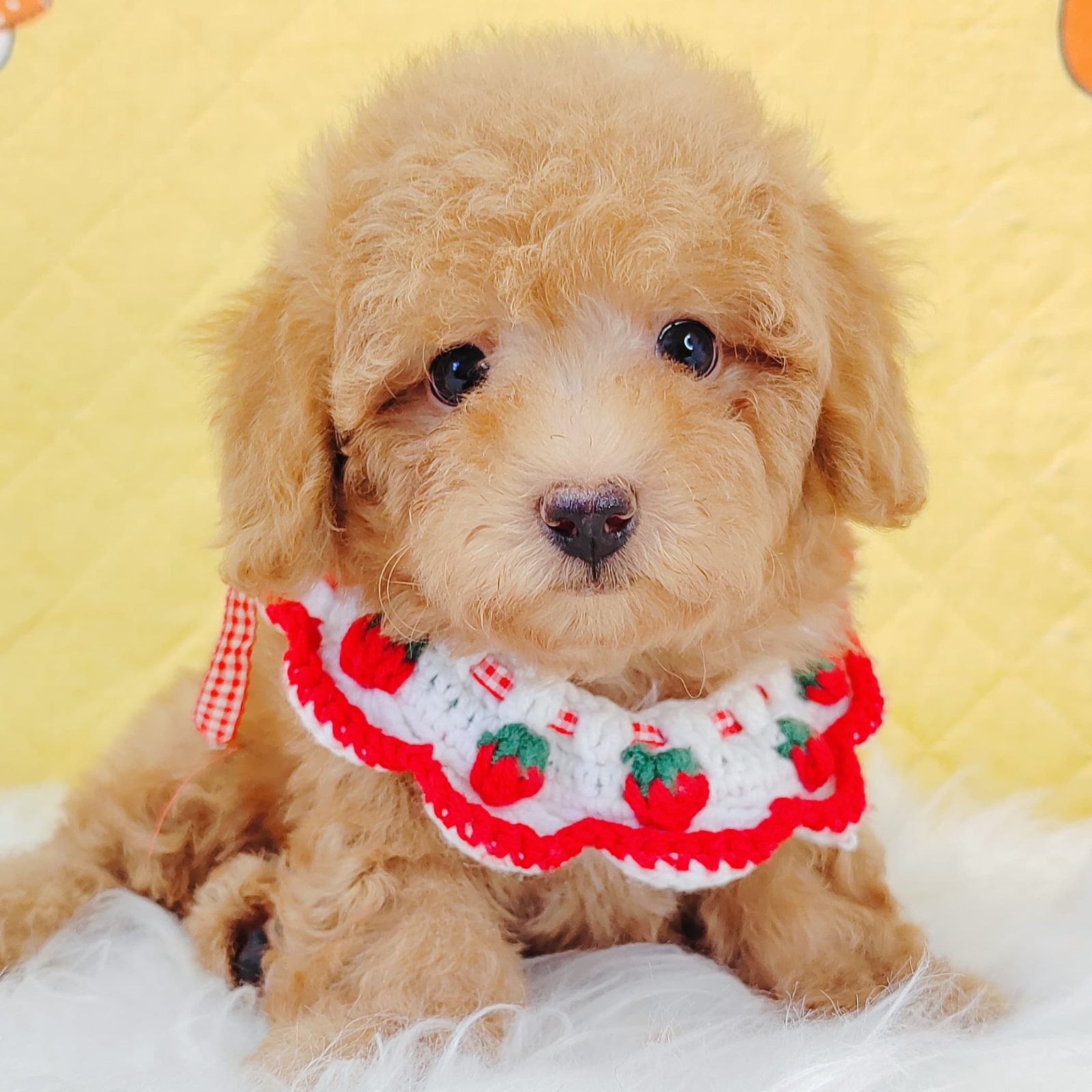 Poodle 璐靛娉拌开