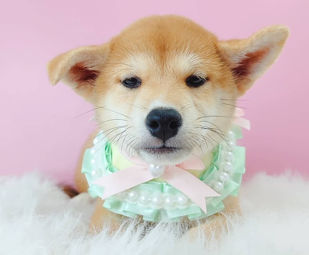 Shiba Inu 柴犬