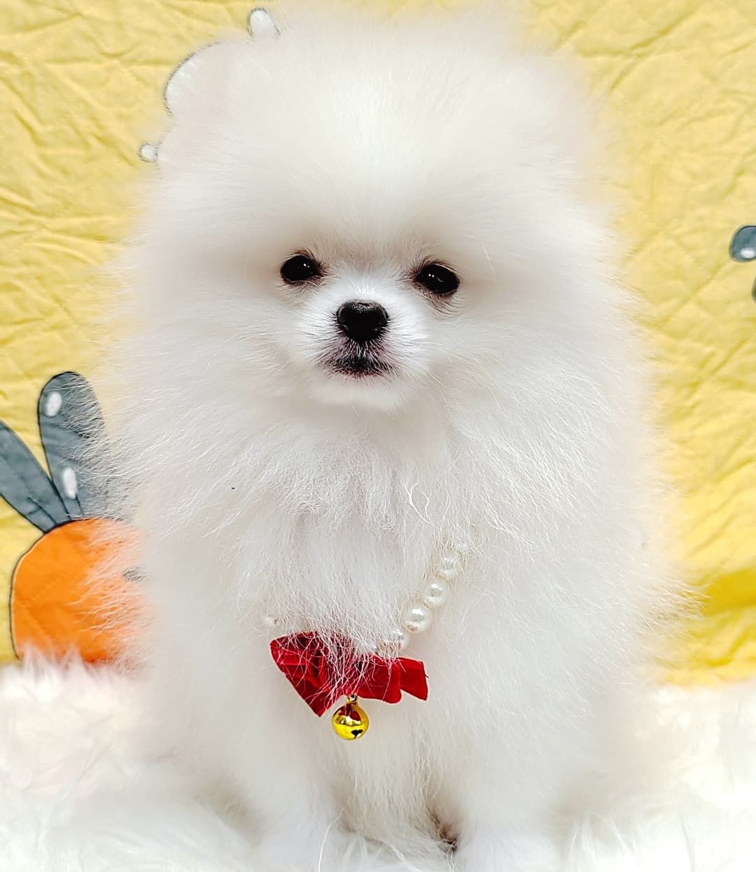 Pomeranian 博美