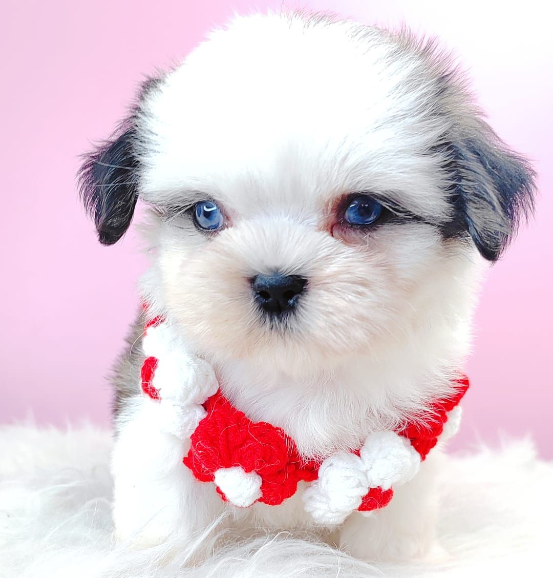Shih Tzu 西施