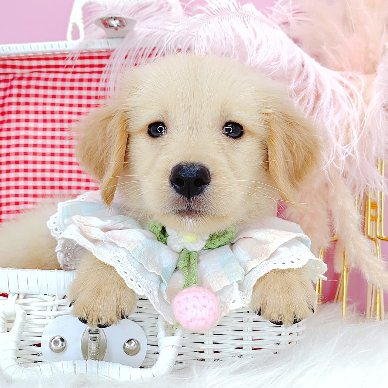 Golden Retriever 黄金猎犬
