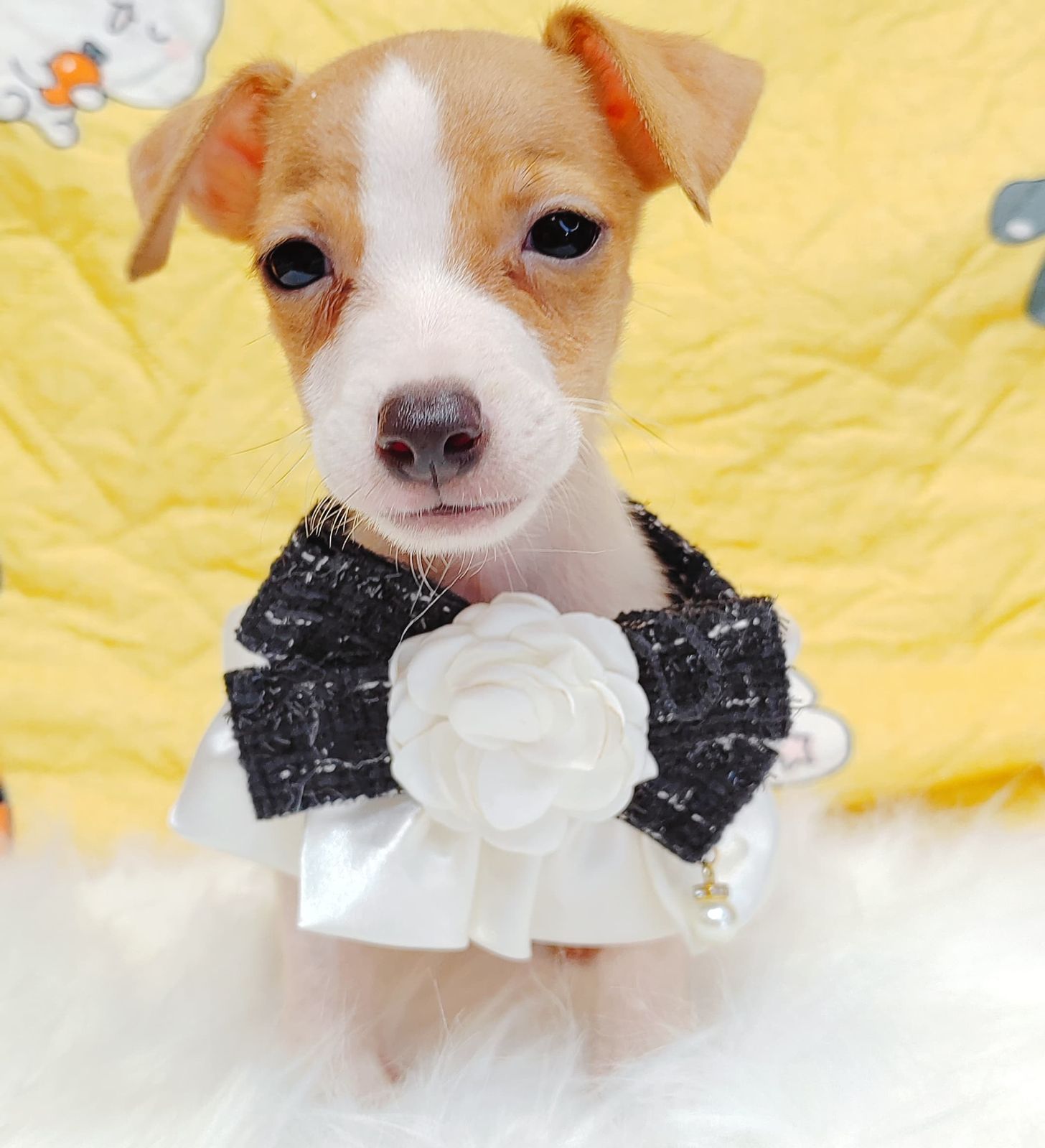 Jack Russell Terrier 杰克罗素梗
