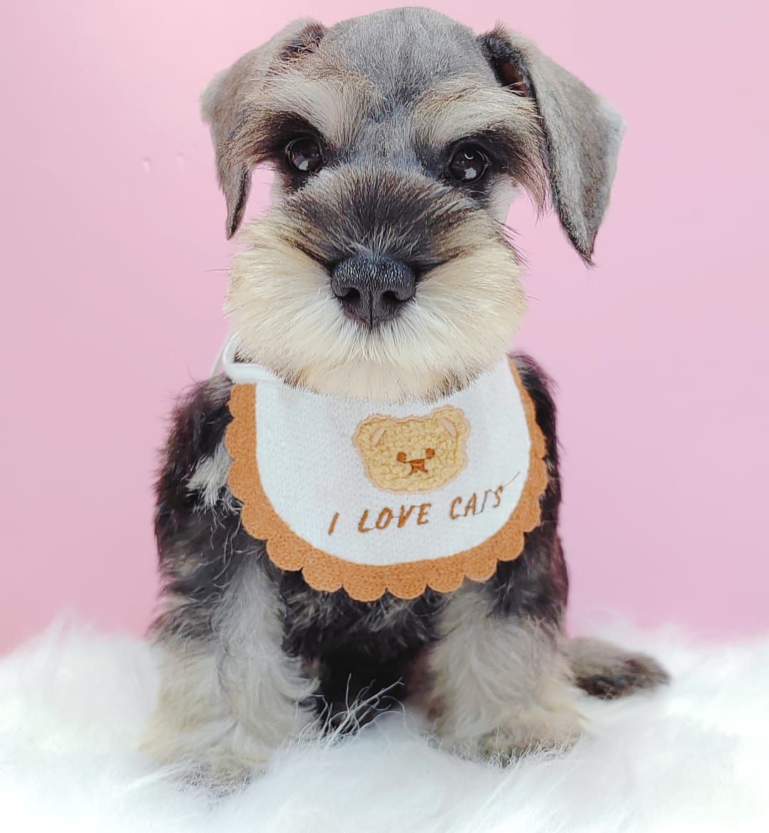 Schnauzer 雪纳瑞