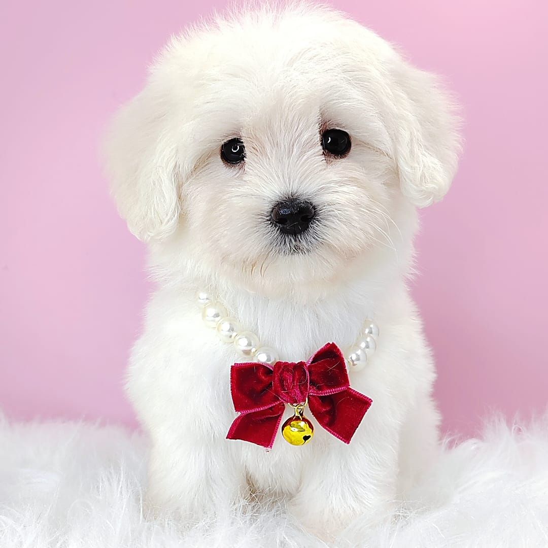 Maltipoo 马尔泰迪