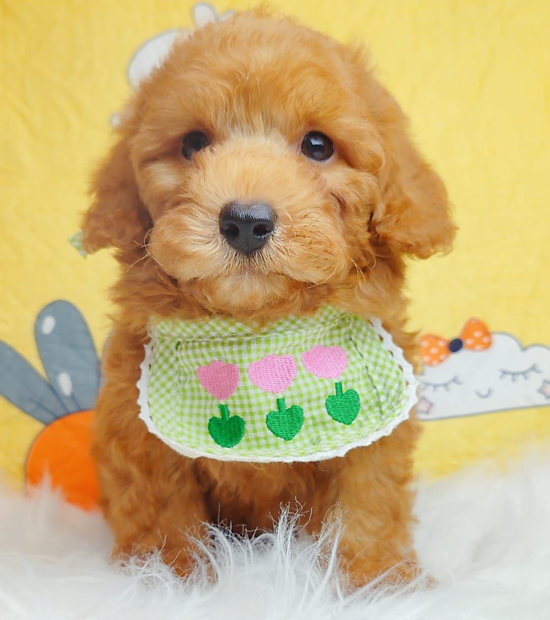 Poodle 娉拌开璐靛