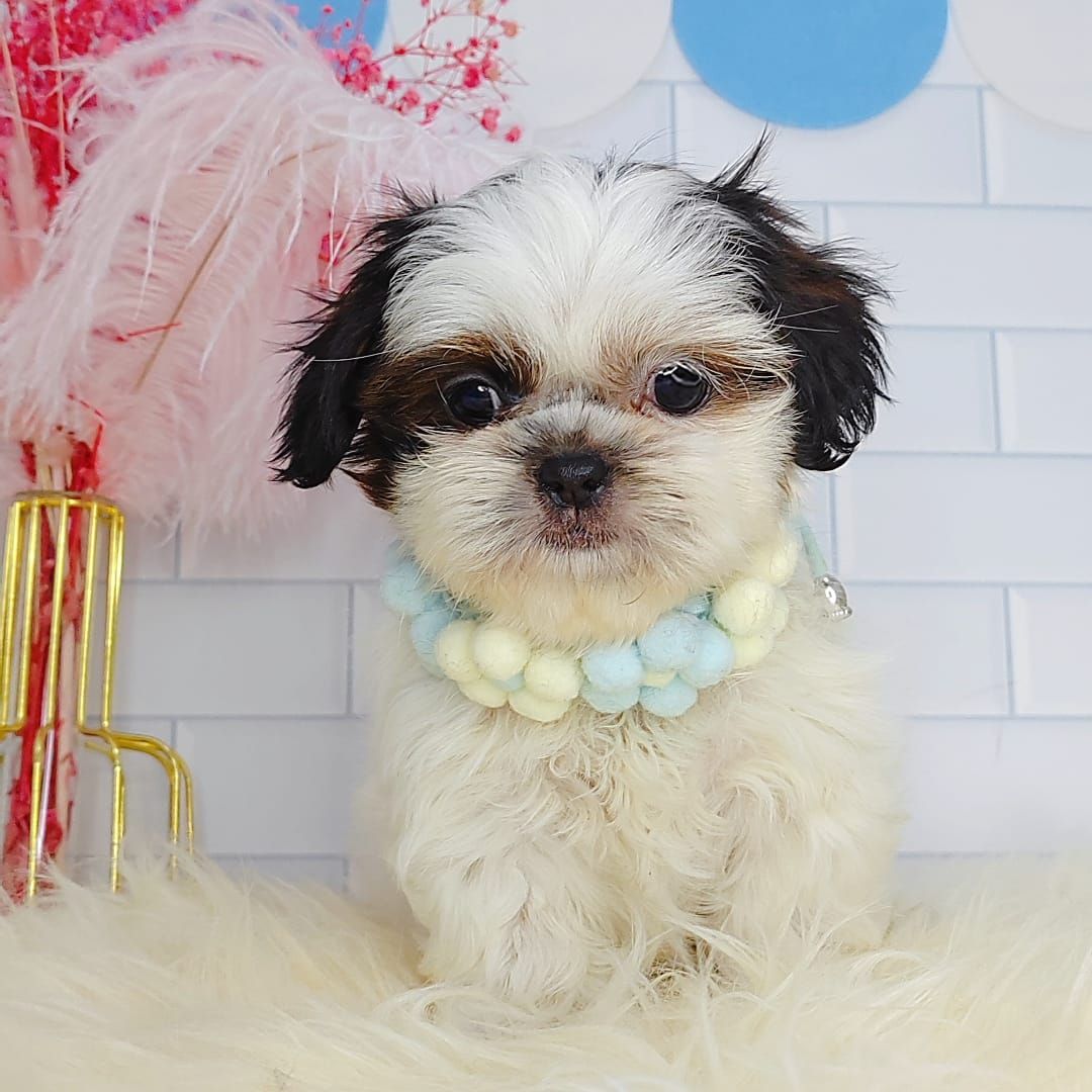Shih Tzu 西施