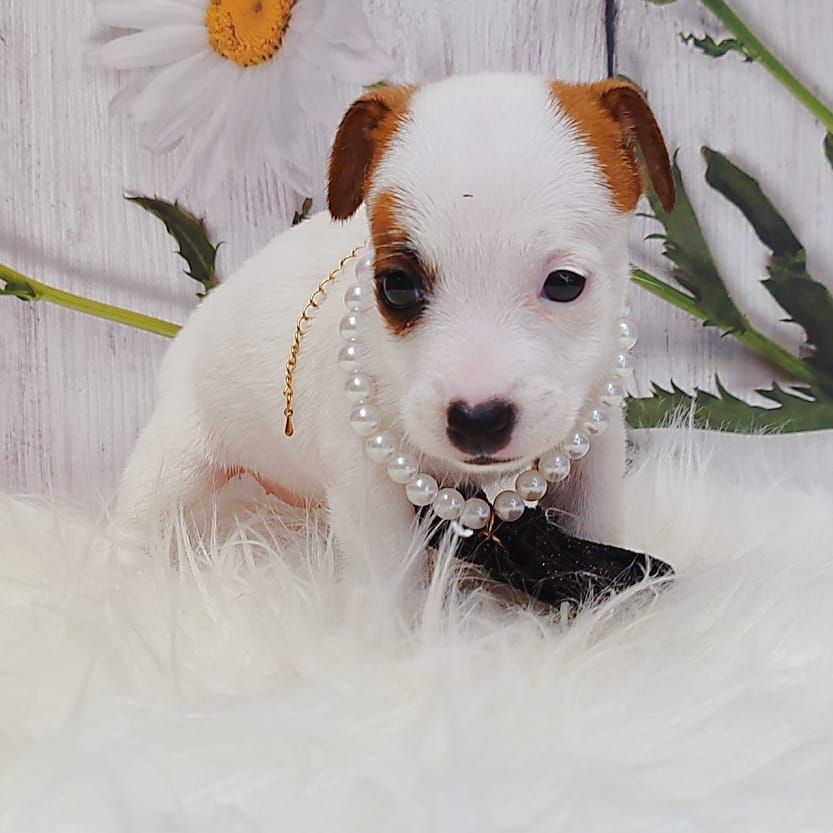 Jack Russell Terrier 杰克罗素梗