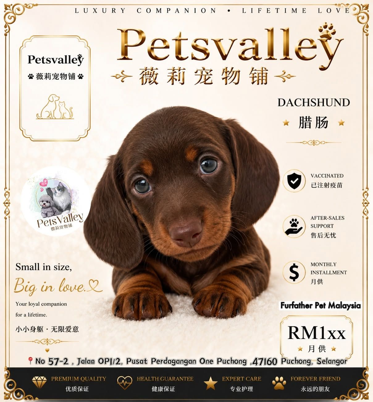 Dachshund 腊肠狗