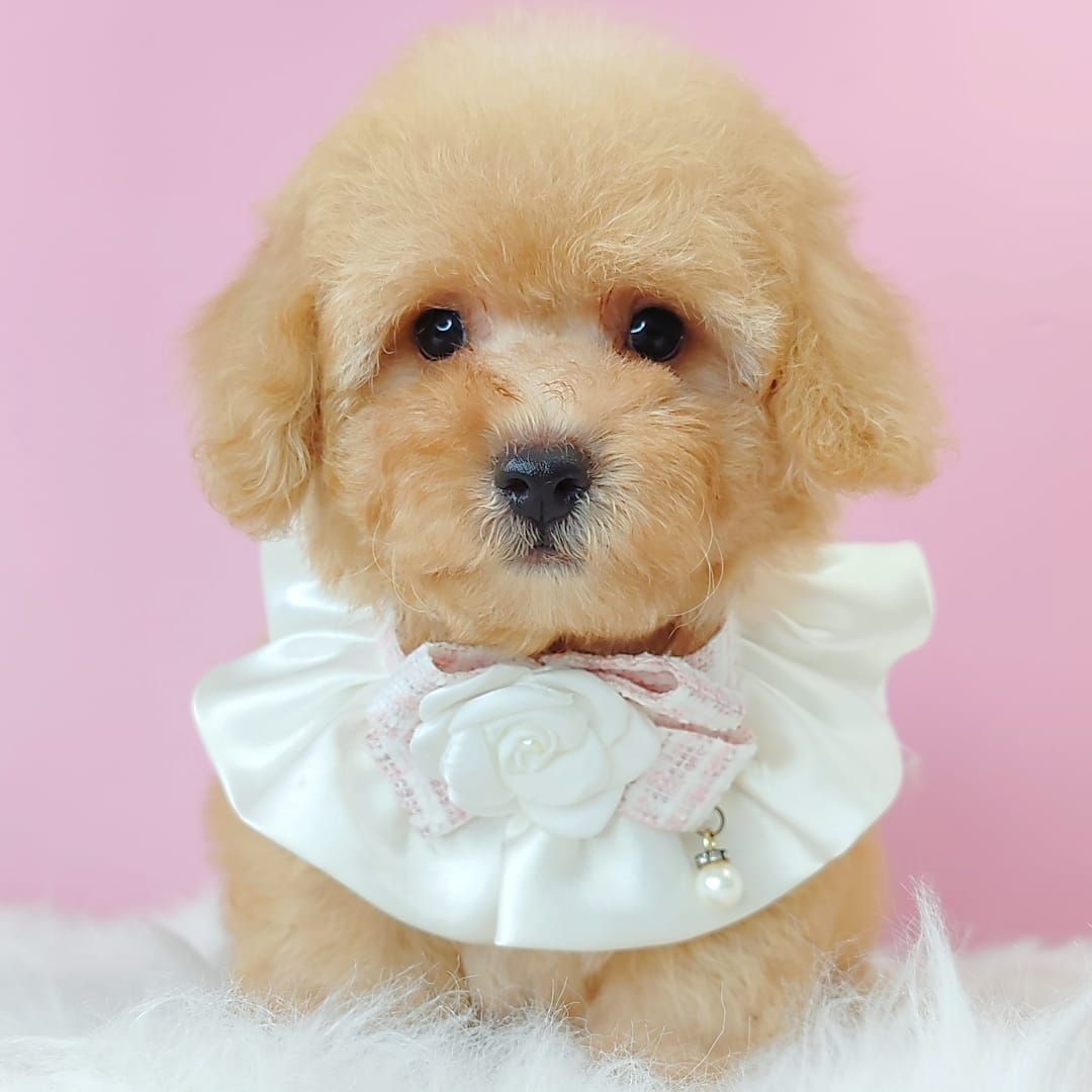 Poodle 娉拌开璐靛