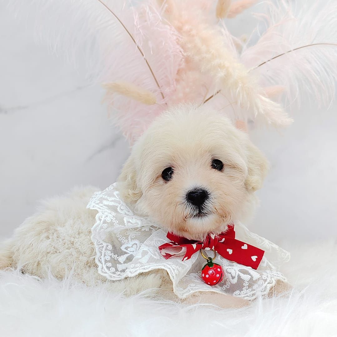 Poodle 娉拌开璐靛