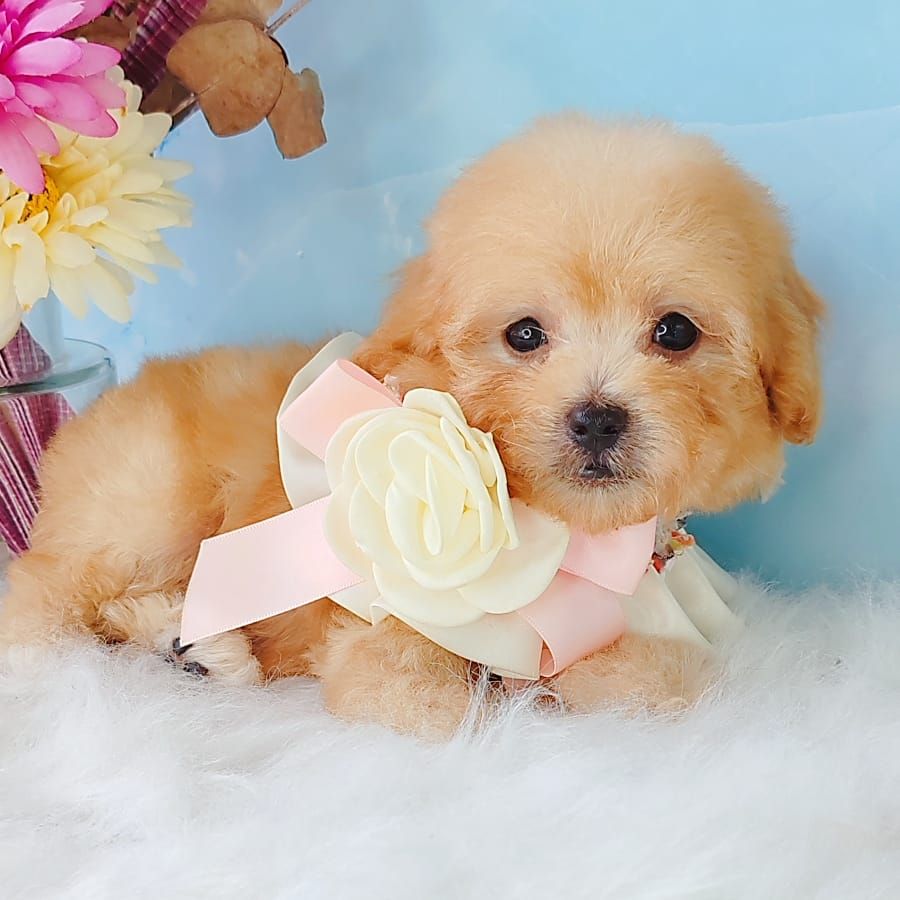 Poodle 娉拌开璐靛