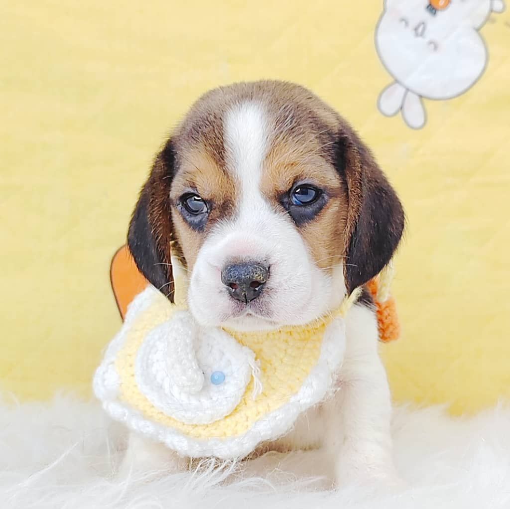 Beagle 米格鲁