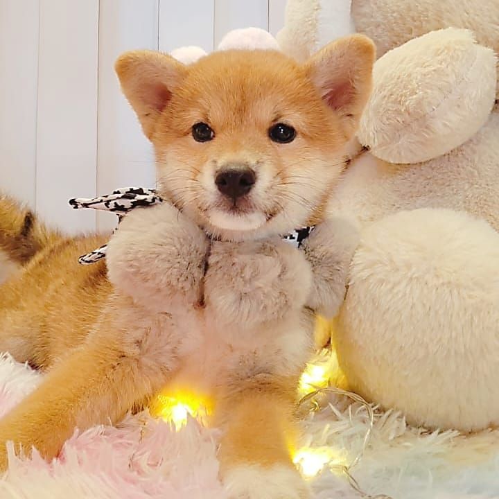 Shiba inu 柴犬