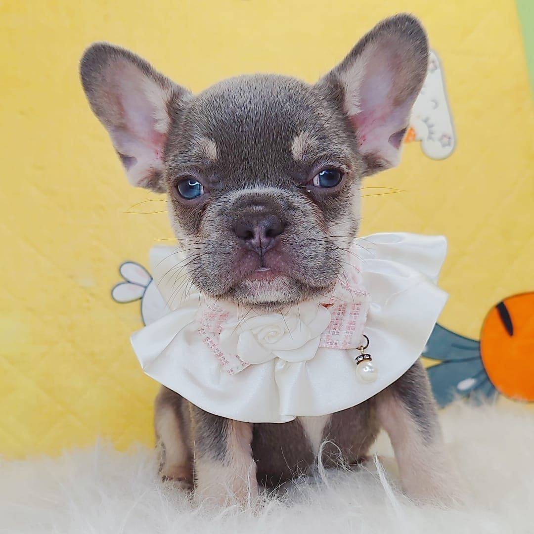 French Bulldog 法斗