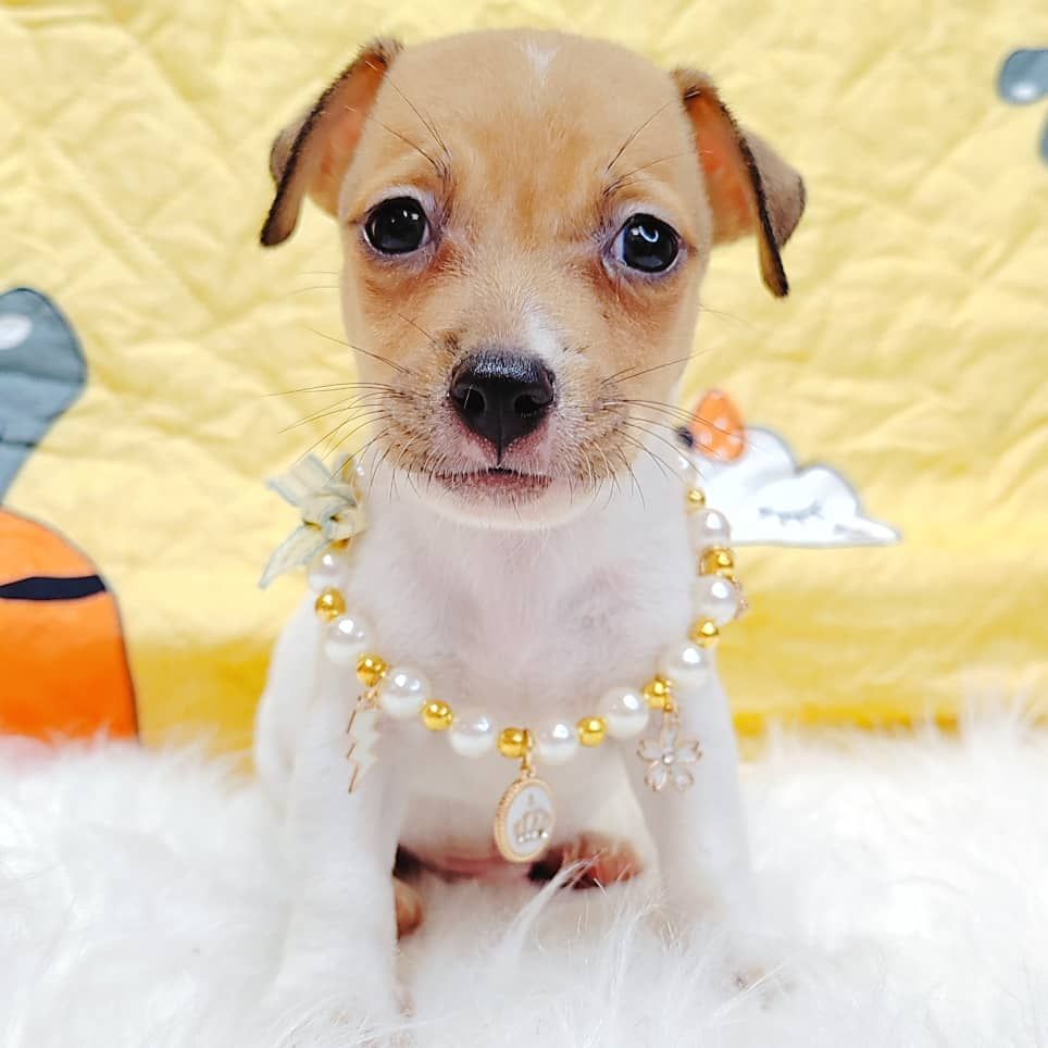 Jack Russell Terrier 杰克罗素梗