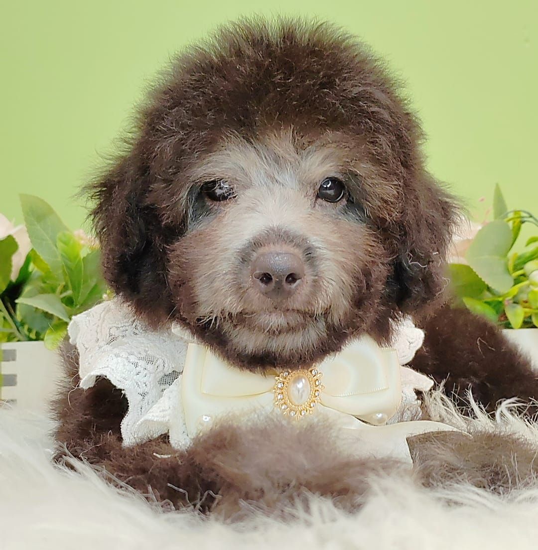 Poodle 娉拌开璐靛