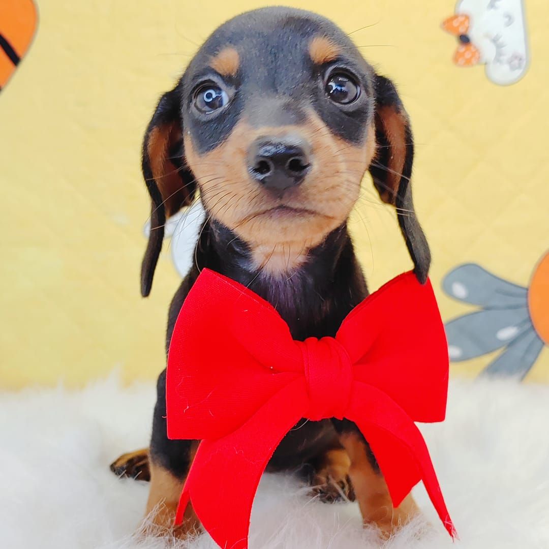 Dachshund 腊肠狗