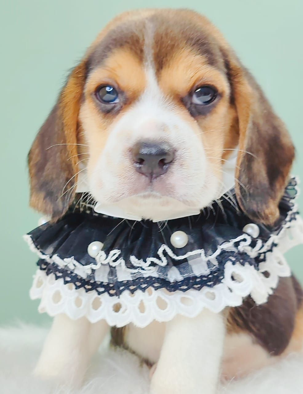 Beagle 米格鲁